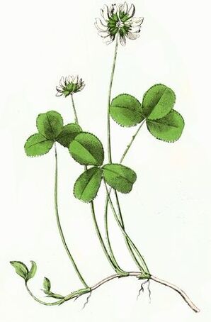 tërfili